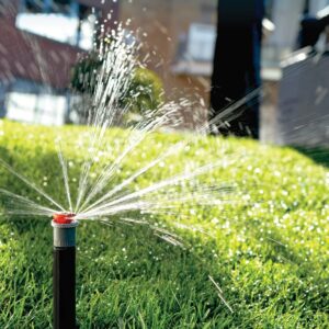 Как выбрать идеальные семена для газона: полное руководство для южного региона