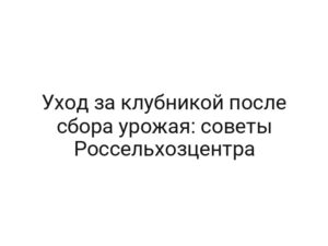 Уход за клубникой после сбора урожая: советы Россельхозцентра
