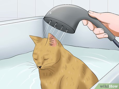 Step 3 Купайте кошку.