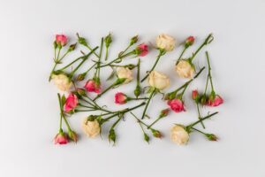Почему у розы мелкие цветы и бледные листья
